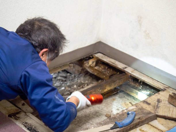 Best Professional Mold Removal  in Judson, SC