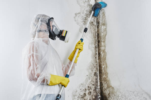 Best Certified Mold Removal  in Judson, SC