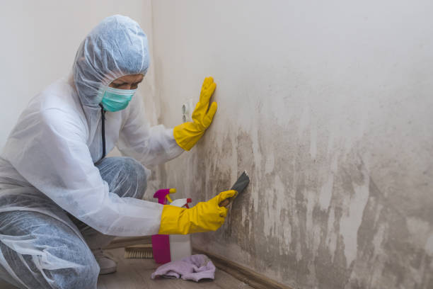 Mold Testing and Removal in Judson, SC
