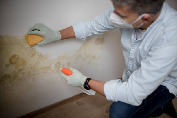 Best Certified Mold Removal  in Judson, SC