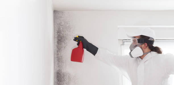 Best Black Mold Removal  in Judson, SC