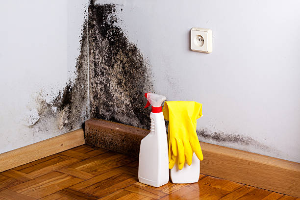 Best Mold Remediation Experts  in Judson, SC
